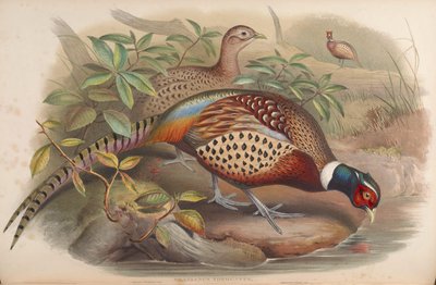 Phasianus torquatus = Phasianus colchicus - John Gould